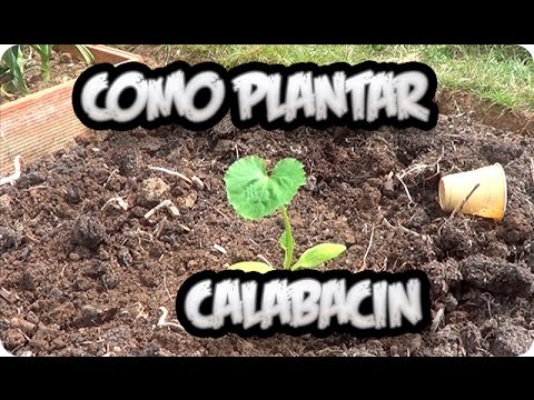 Cosecha tus propios calabacines en casa: aprende cuándo plantarlos