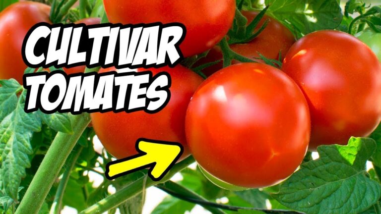 Descubre qué plantar en tierra de tomates agotada