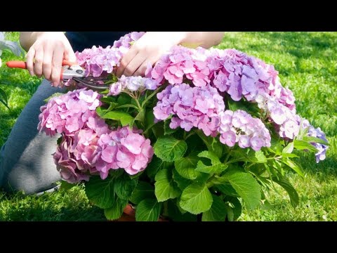 Secretos para podar hortensias en invierno y lograr una floración espectacular
